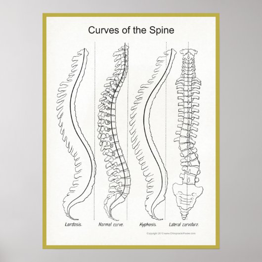 Kurven des Spine Poster Chiropraktik (Vorne)