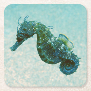 Kurz-Geschnüffeltes Seepferd   Krim, Russland Rechteckiger Pappuntersetzer