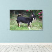 Kurz Hhahaarika Chihuahua Stehend Leinwanddruck (Insitu (Holzboden))