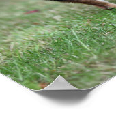 Kurz Hhahaarika Chihuahua Stehend Poster (Ecke)