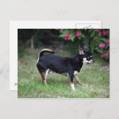 Kurz Hhahaarika Chihuahua Stehend Postkarte (Vorne/Hinten)