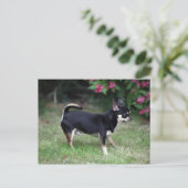 Kurz Hhahaarika Chihuahua Stehend Postkarte (Stehend Vorderseite)