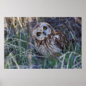 Kurz-Owl Poster (Vorne)