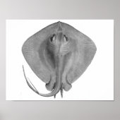Kurz-Schwanz Stingray (Dasyatis brevicaudata) Poster (Vorne)