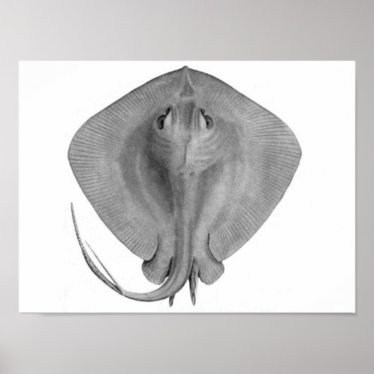 Kurz-Schwanz Stingray (Dasyatis brevicaudata) Poster (Vorne)