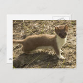Kurz Tails Weasel Postkarte (Vorne/Hinten)