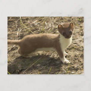 Kurz Tails Weasel Postkarte