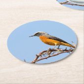 Kurz-Toed Rock-Thrush Runder Pappuntersetzer (Angewinkelt)
