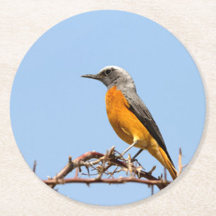 Kurz-Toed Rock-Thrush Runder Pappuntersetzer