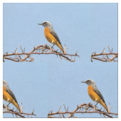 Kurz-Toed Rock-Thrush Stoff (Nahaufnahme)