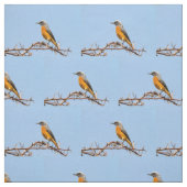 Kurz-Toed Rock-Thrush Stoff (Muster)