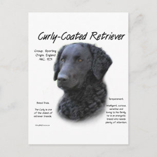 Kurz überzogenes Retriever History Design Postkarte