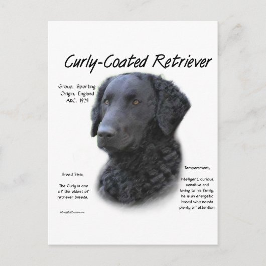 Kurz überzogenes Retriever History Design Postkarte (Vorderseite)