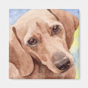 Kurze Dackel Hunde Portrait Magnet