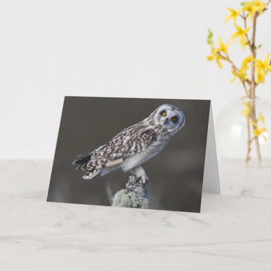 Kurze Eared Eule, Schottland Karte (Gelbe Blume)