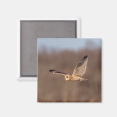 Kurze Eule im Flug Magnet (Vorderseite/Rückseite)