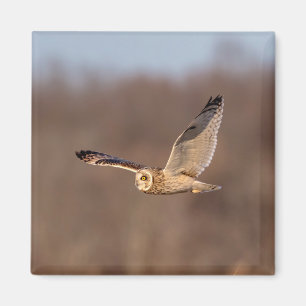 Kurze Eule im Flug Magnet