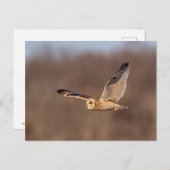 Kurze Eule im Flug Postkarte (Vorne/Hinten)