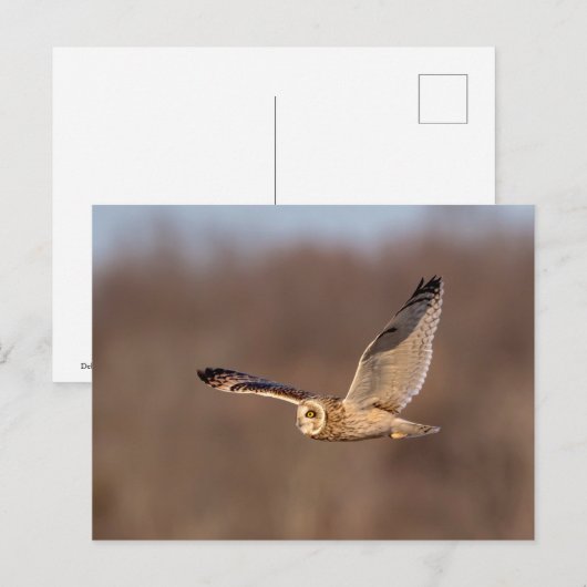 Kurze Eule im Flug Postkarte (Vorne/Hinten)