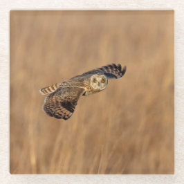 Kurze Eule im Grasland Glasuntersetzer