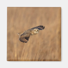 Kurze Eule im Grasland Magnet