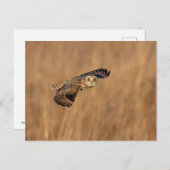 Kurze Eule im Grasland Postkarte (Vorne/Hinten)