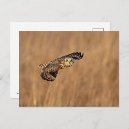 Kurze Eule im Grasland Postkarte (Vorne/Hinten)