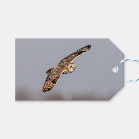 Kurze Eule im Shawangunk-Grasland Geschenkanhänger (Vorderseite (Horizontal))