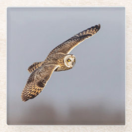 Kurze Eule im Shawangunk-Grasland Glasuntersetzer