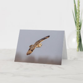 Kurze Eule im Shawangunk-Grasland Karte