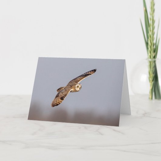 Kurze Eule im Shawangunk-Grasland Karte (Vorderseite)