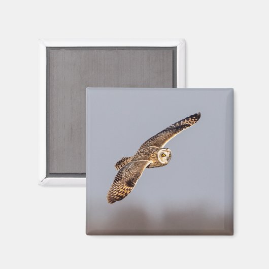 Kurze Eule im Shawangunk-Grasland Magnet (Vorderseite/Rückseite)