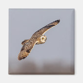 Kurze Eule im Shawangunk-Grasland Magnet (Vorne)