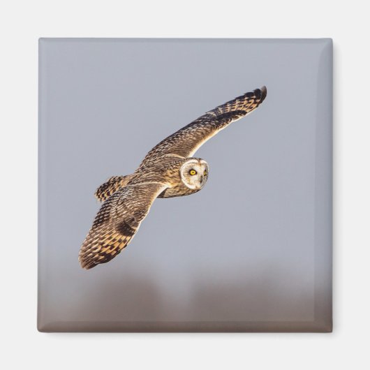 Kurze Eule im Shawangunk-Grasland Magnet (Vorne)