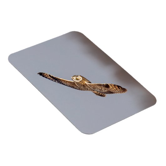 Kurze Eule im Shawangunk-Grasland Magnet (Rechte Seite)