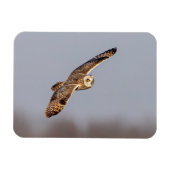 Kurze Eule im Shawangunk-Grasland Magnet (Horizontal)