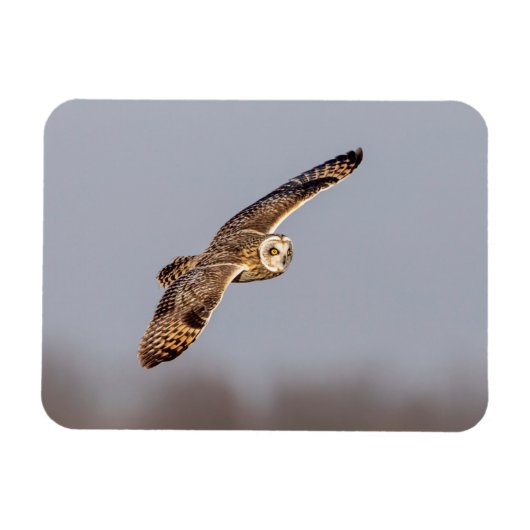 Kurze Eule im Shawangunk-Grasland Magnet (Horizontal)