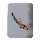 Kurze Eule im Shawangunk-Grasland Magnet (Vertikal)