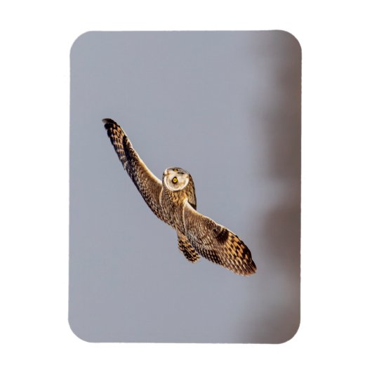 Kurze Eule im Shawangunk-Grasland Magnet (Vertikal)