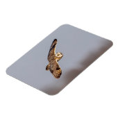 Kurze Eule im Shawangunk-Grasland Magnet (Linke Seite)