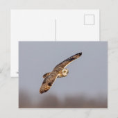 Kurze Eule im Shawangunk-Grasland Postkarte (Vorne/Hinten)