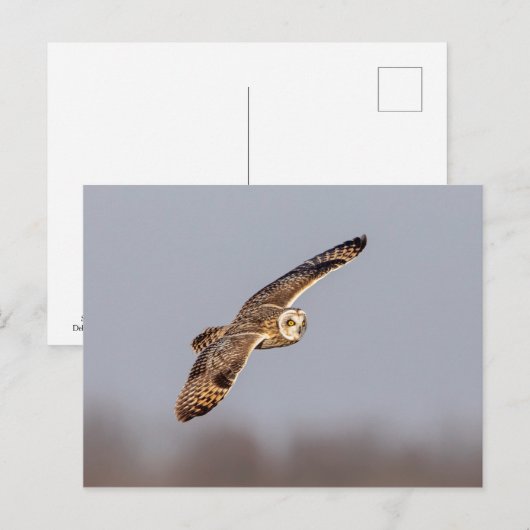 Kurze Eule im Shawangunk-Grasland Postkarte (Vorne/Hinten)