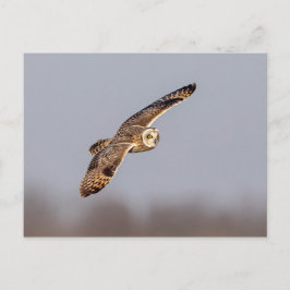 Kurze Eule im Shawangunk-Grasland Postkarte