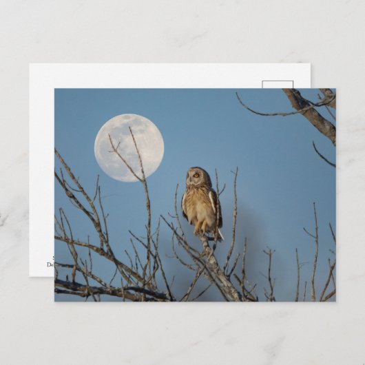 Kurze Eule im Shawangunk-Grasland Postkarte (Vorne/Hinten)