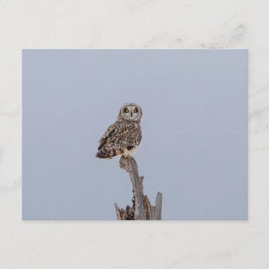 Kurze Eule im Shawangunk-Grasland Postkarte (Vorderseite)