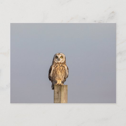Kurze Eule im Shawangunk-Grasland Postkarte (Vorderseite)