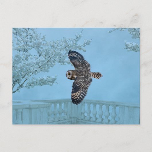 Kurze Eule im Shawangunk-Grasland Postkarte (Vorderseite)