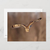 Kurze Eule taucht in Richtung Boden Postkarte (Vorne/Hinten)
