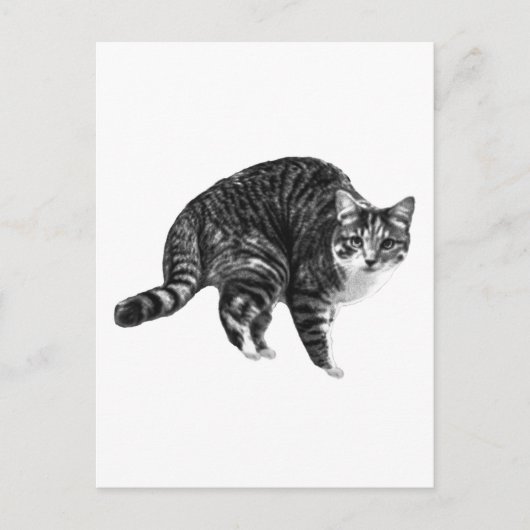 Kurze Notiz von der Tabby Postkarte (Vorderseite)