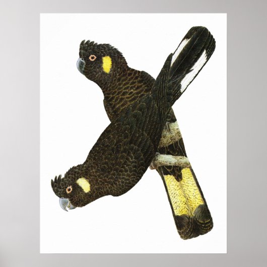 Kurze Schwarzkakados Poster (Vorne)
